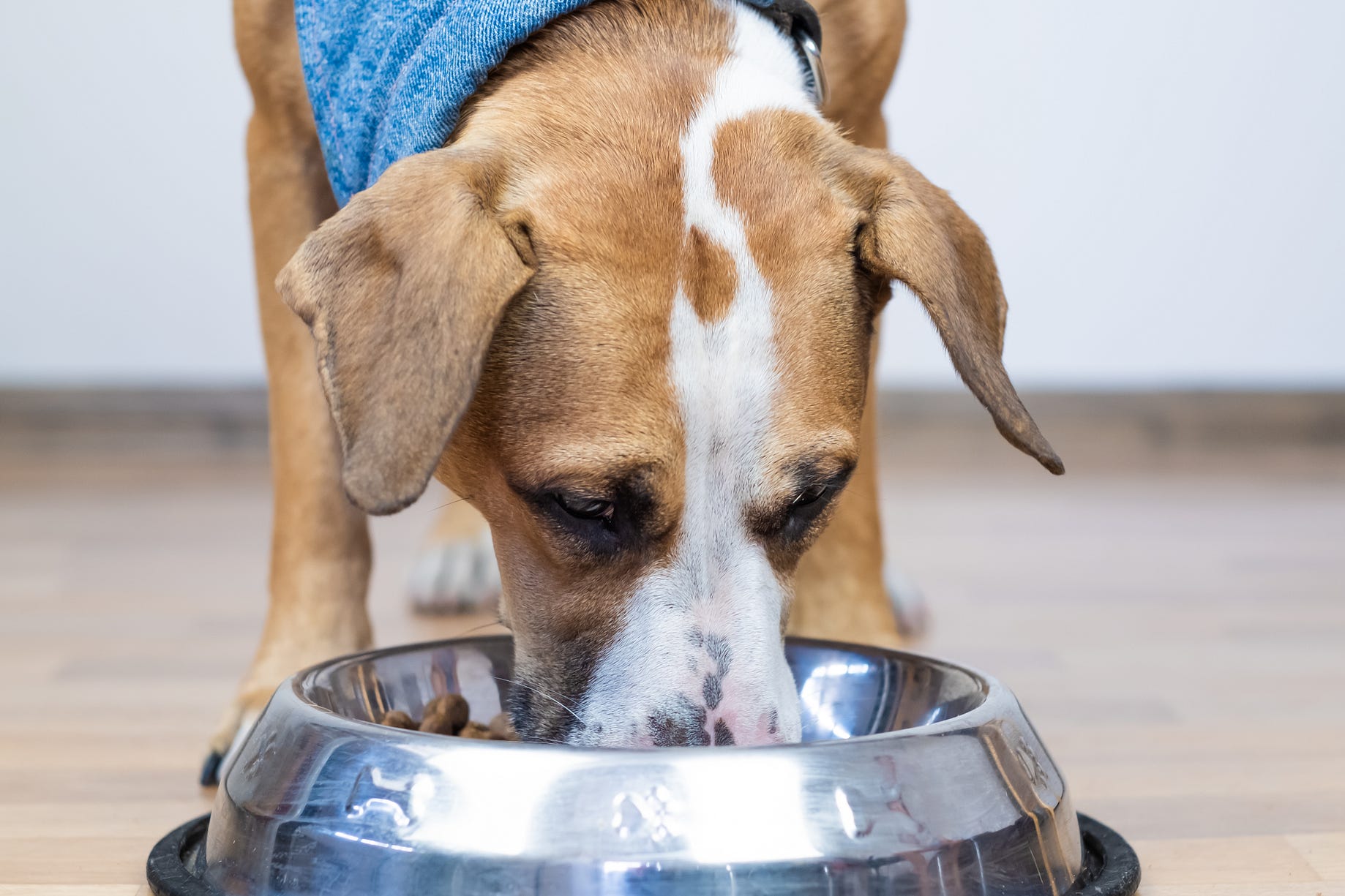 Vitalife Reviews How To Use Dog Treats As Training Tools By Vitalife Medium