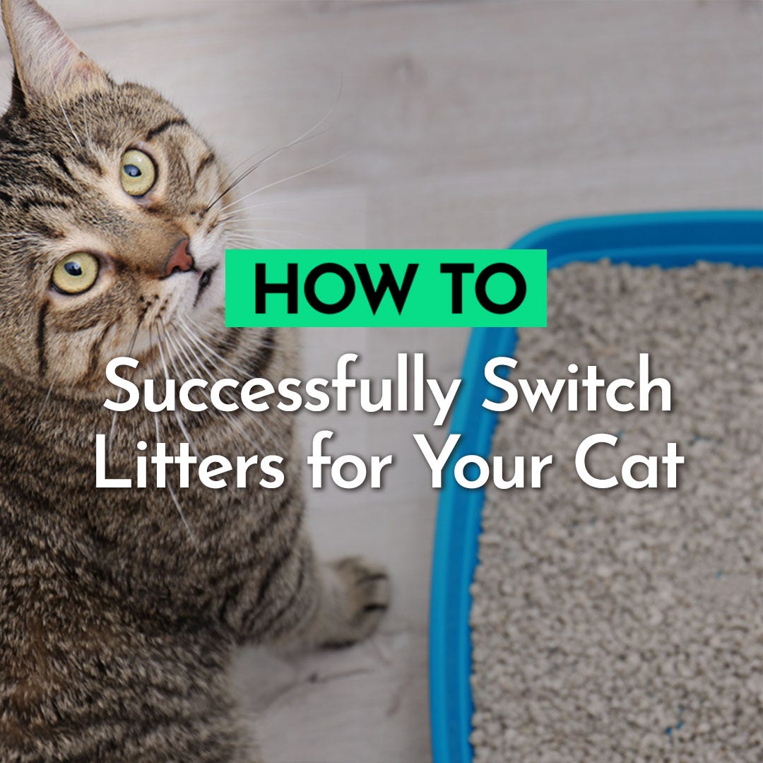 cat litter toxic