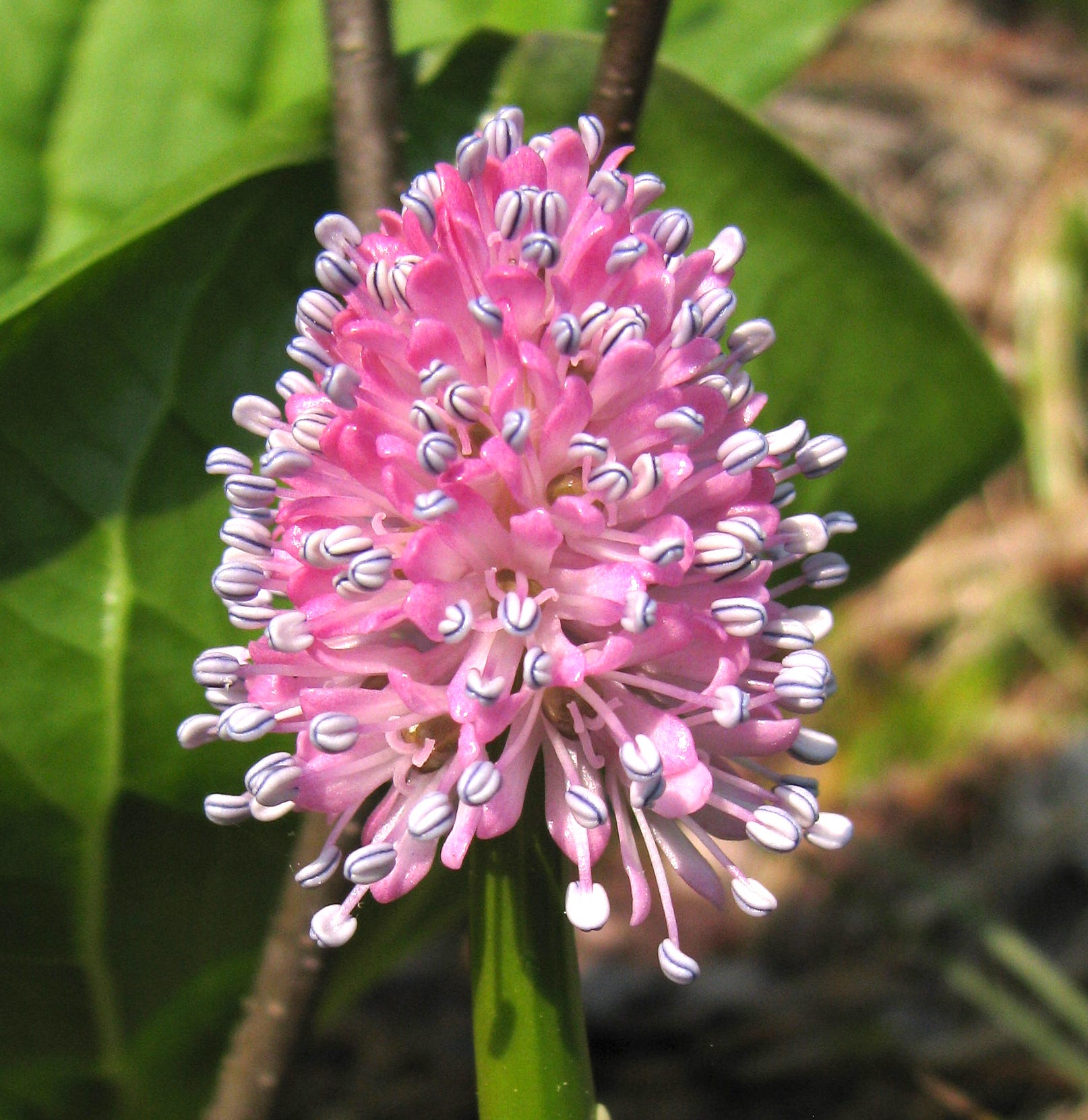 The Real Magical Plants Of Harry Potter By U S Fish And Wildlife Service Medium