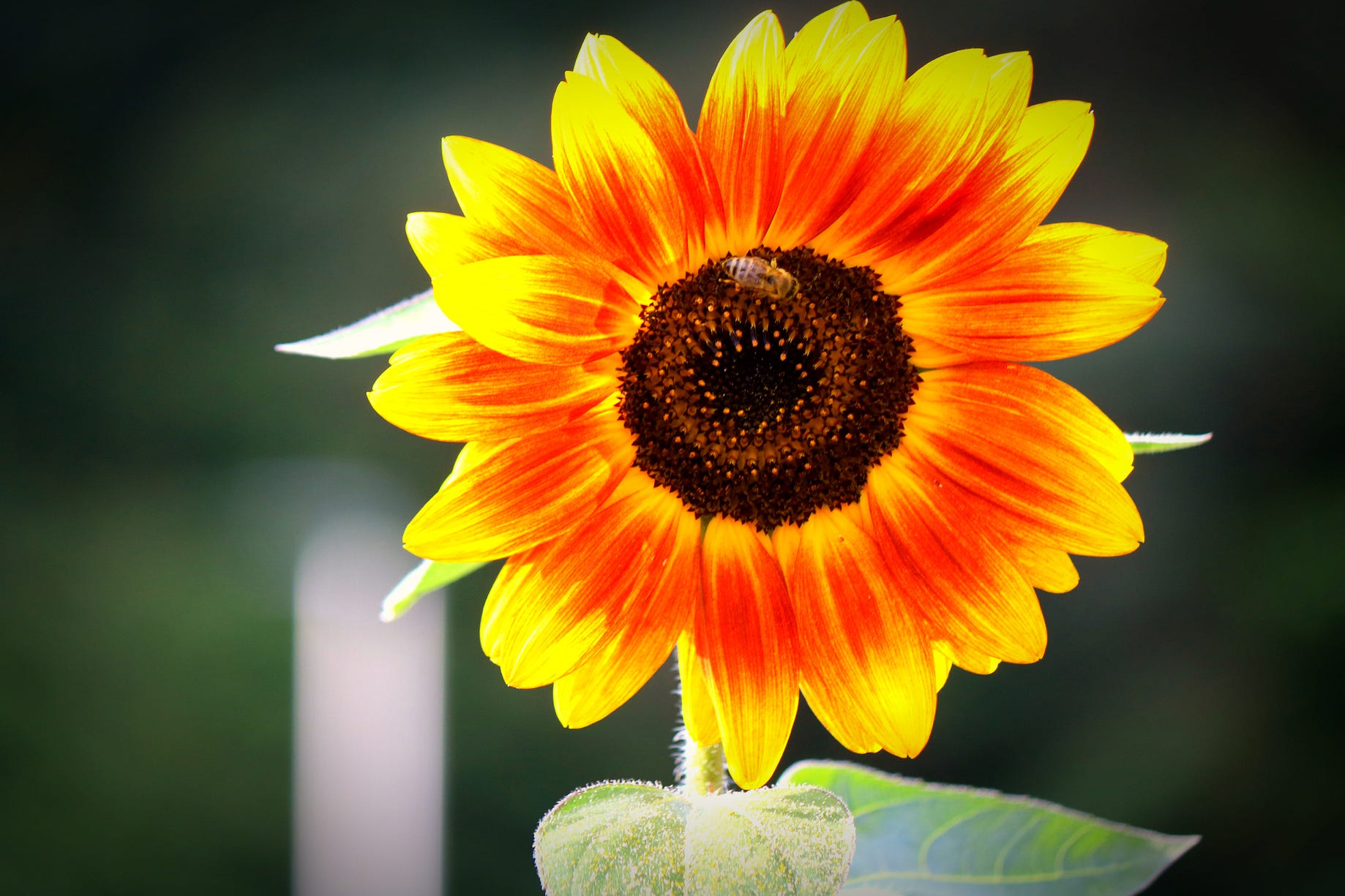 Happiness Is Enjoying The Little Things In Life By Anne Bonfert Live Your Life On Purpose Medium Happiness Is Enjoying The Little Things In Life By Anne Bonfert Live Your Life On Purpose Medium