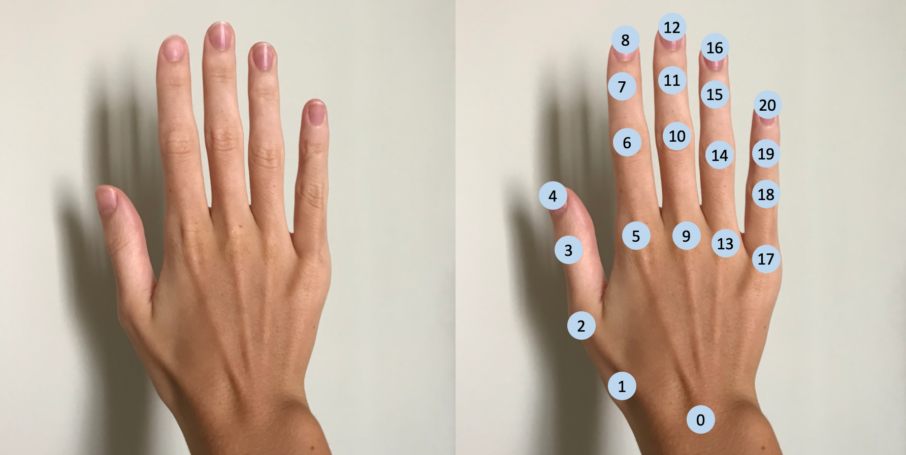 Gentle Introduction To 2d Hand Pose Estimation Approach Explained By Olga Chernytska Towards Data Science