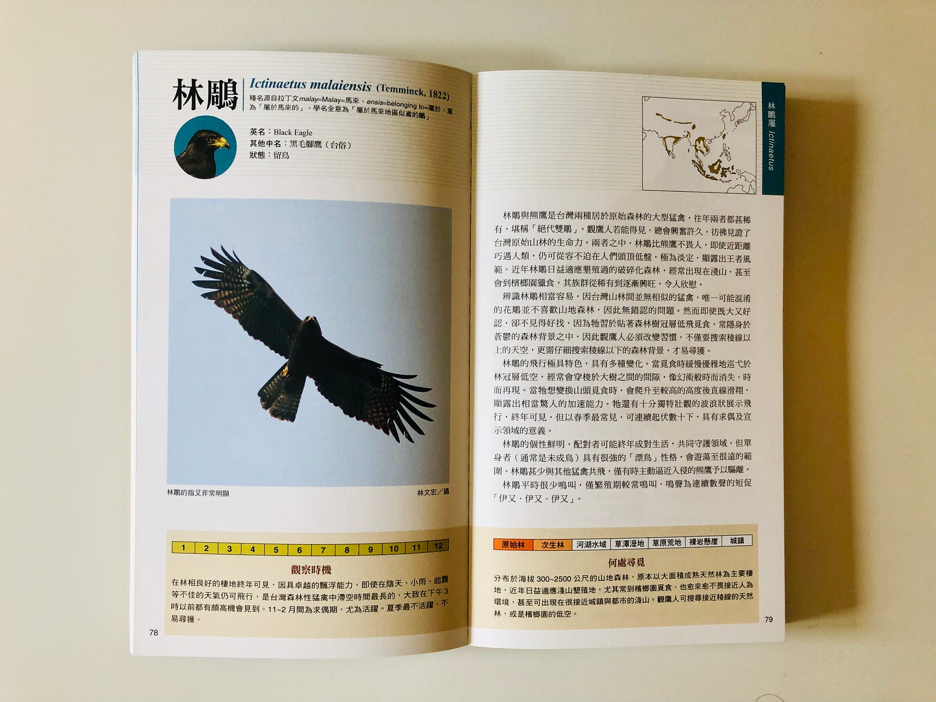 圖鑑百科 老鷹的台語怎麼說 在台語繪本與世界名著翻譯已起步的當下 科學圖鑑的展開 更令人期待 By Gustave Cheng Medium