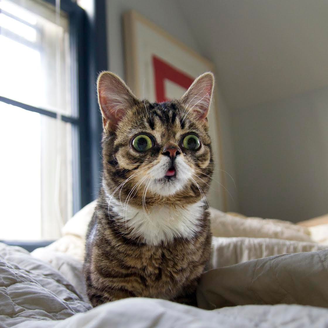 31++ Kucing down syndrome ideas
