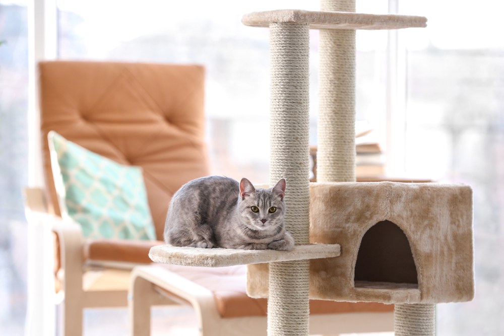 Unique And Modern Cat Trees Your Indoor Cat Does Need A Cat Tower By Animmopets Medium