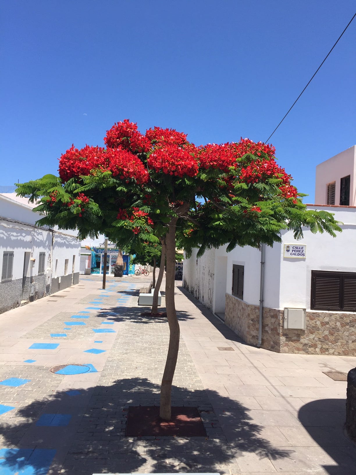 The Flame Tree Or The Flamboyant By Canary Transfer Services Medium