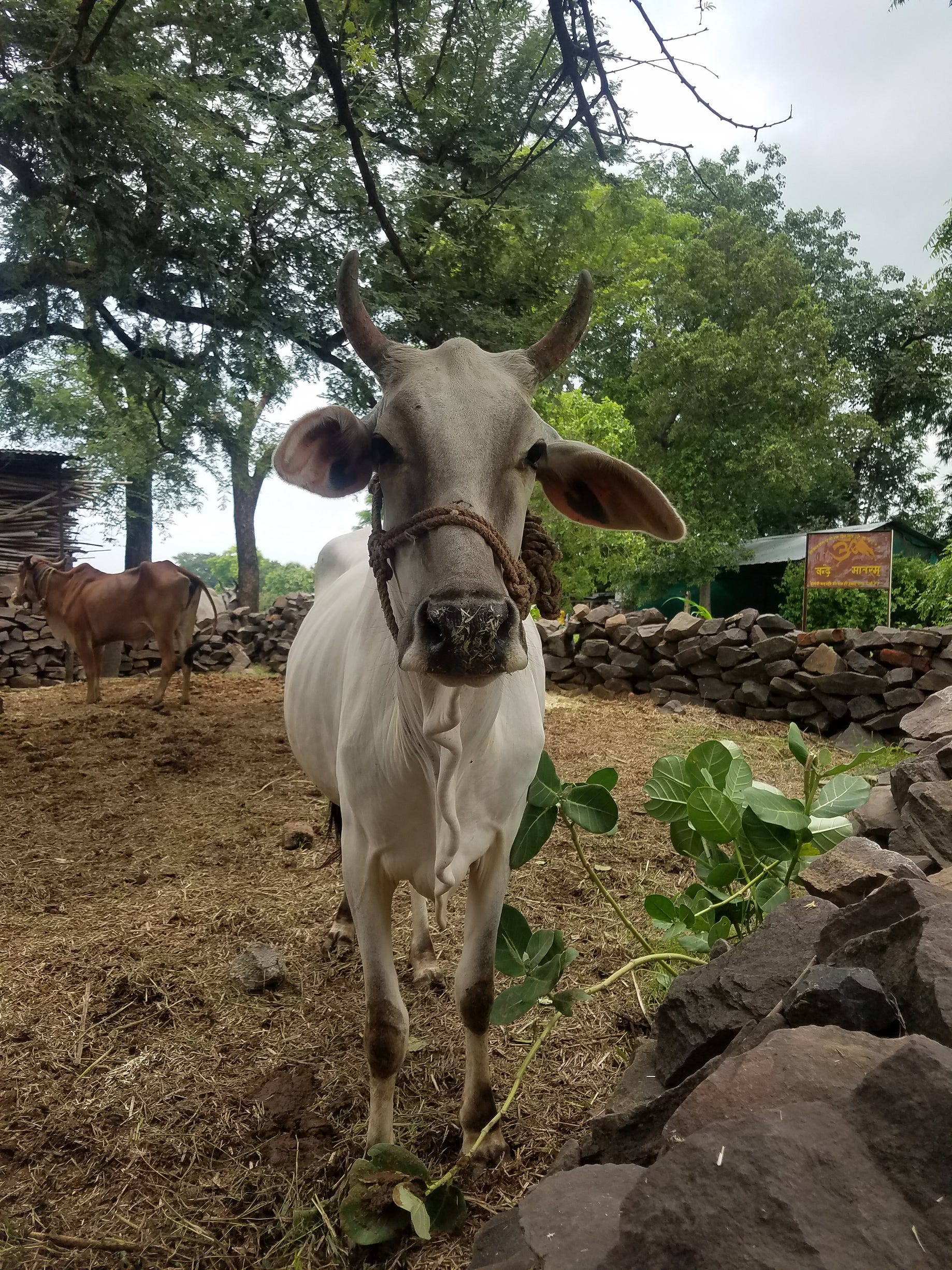 Wandering Cows Careless Langurs Stories From Jhalawar Rajasthan By Steven Moctezuma Medium