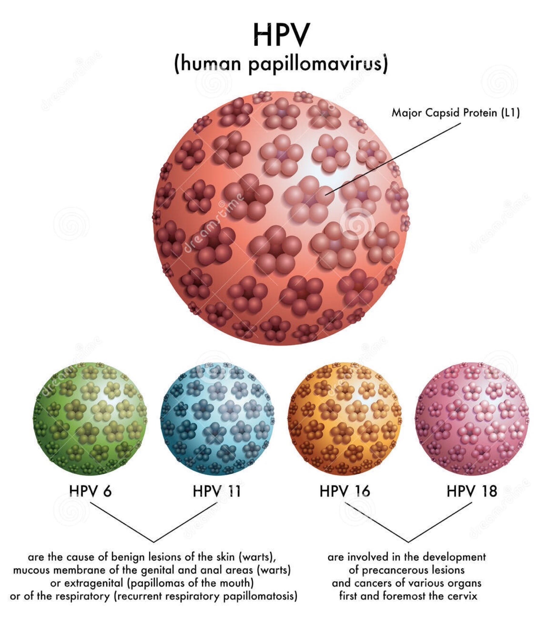 human papillomavirus 16 and 18