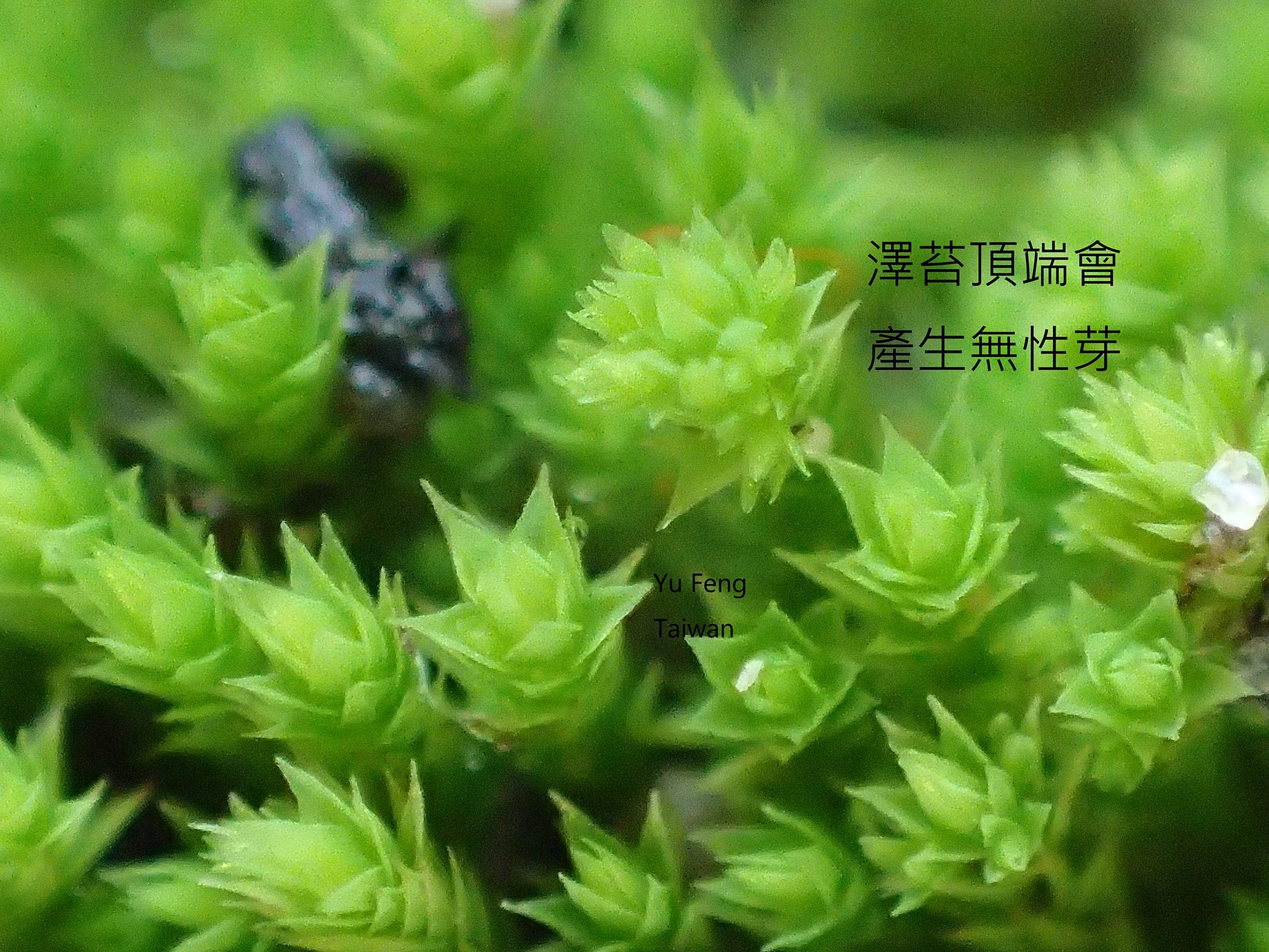 苔蘚學堂 平地常見苔類的辨識part 1 濕地苔屬 真苔屬 扭口苔屬 澤苔屬 立碗苔屬除了是平地常見的類別 也是大家常來詢 By Yu Feng Medium 苔蘚學堂 平地常見苔類的辨識part 1 濕地苔屬 真苔屬 扭口苔屬 澤苔屬 立碗苔屬除了是平地常見的類別 也是大家常來詢 By Yu Feng Medium
