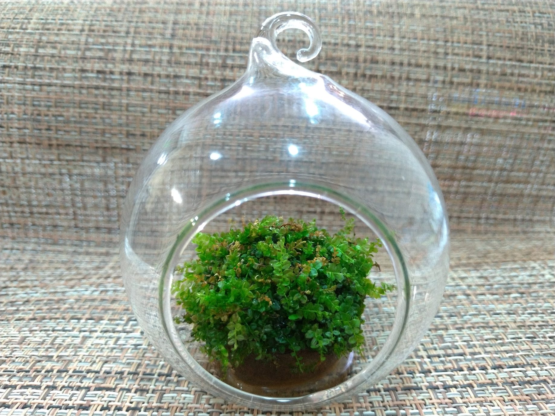 苔蘚學堂 養苔基礎篇part 6 度夏小撇步 過了立夏 相信有很多朋友開始擔心度夏的問題 以下就自己用過的小方法 跟大家做個分 By Yu Feng Medium 苔蘚學堂 養苔基礎篇part 6 度夏小撇步 過了立夏 相信有很多朋友開始擔心度夏的問題 以下就自己用過的小方法 跟大家做個分 By Yu Feng Medium