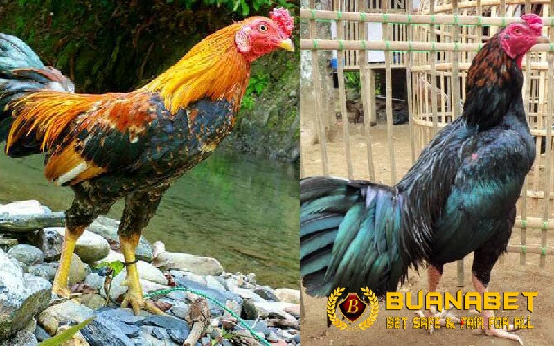 Ketahui Jenis Ayam Hasil Persilangan Ayam Black Sumatra By Stefanny Chandra Medium