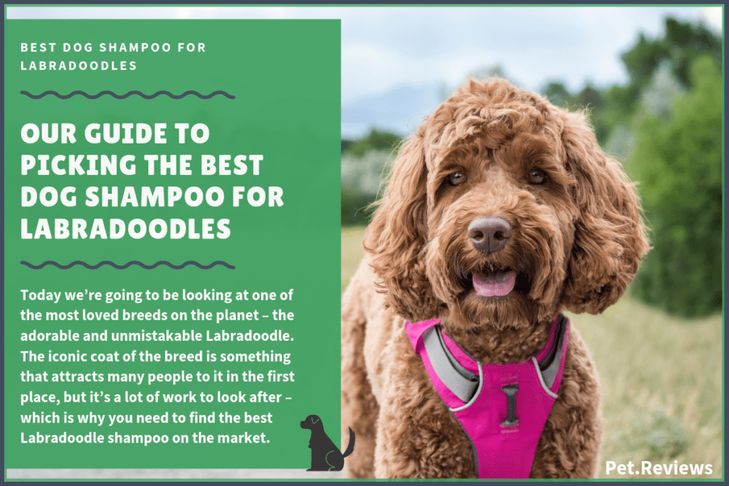 best grooming clippers for labradoodles
