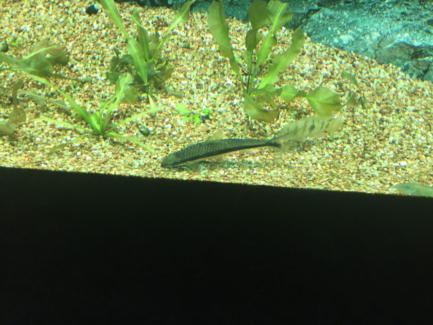 サンシャイン水族館でアフリカ体験 Written By かおる みなさんこんばんは かおるです By 明治大学 アフリカ研究会 Medium サンシャイン水族館でアフリカ体験 Written By かおる みなさんこんばんは かおるです By 明治大学 アフリカ研究会 Medium