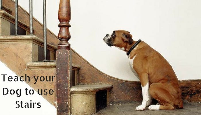 dog down stairs