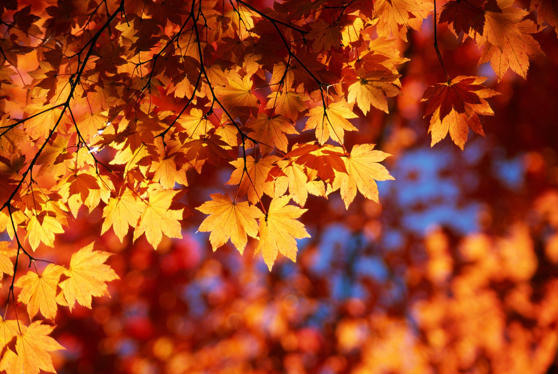 What Autumn Leaves Teach Us About Nature and Ourselves | Human Parts