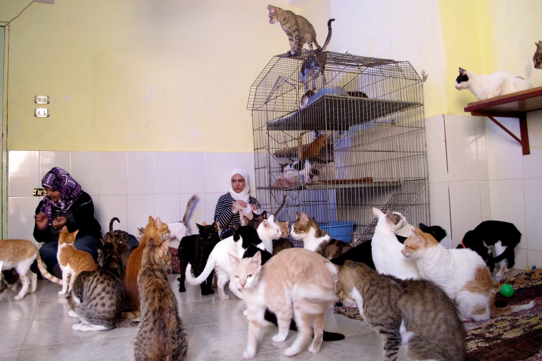 Egyptian Dogs And Cats Get Second Chance Abroad By Christopher Reeve Medium Egyptian Dogs And Cats Get Second Chance Abroad By Christopher Reeve Medium