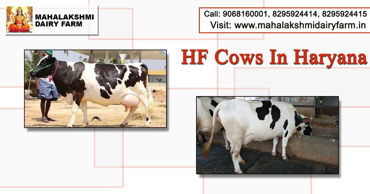 5 Highest Milk Producing Cows We Have Around 800 Milk Producing By Mahalakshmi Dairy Farm Medium