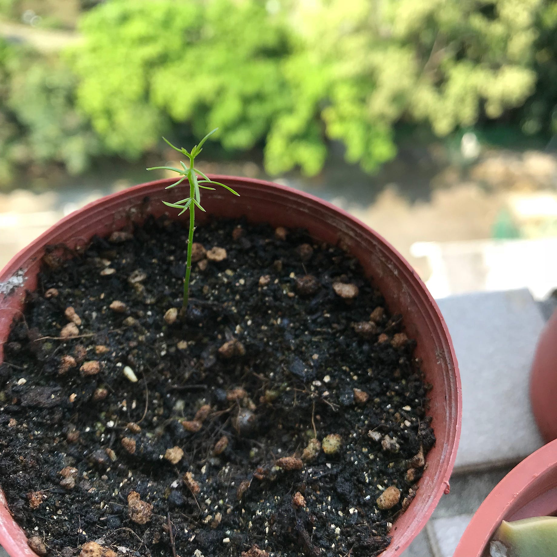 植物的光合作用與呼吸作用 前陣子收到 科學少年 的編輯來了一封信 提到有讀者問了一個問題 By 葉綠舒
