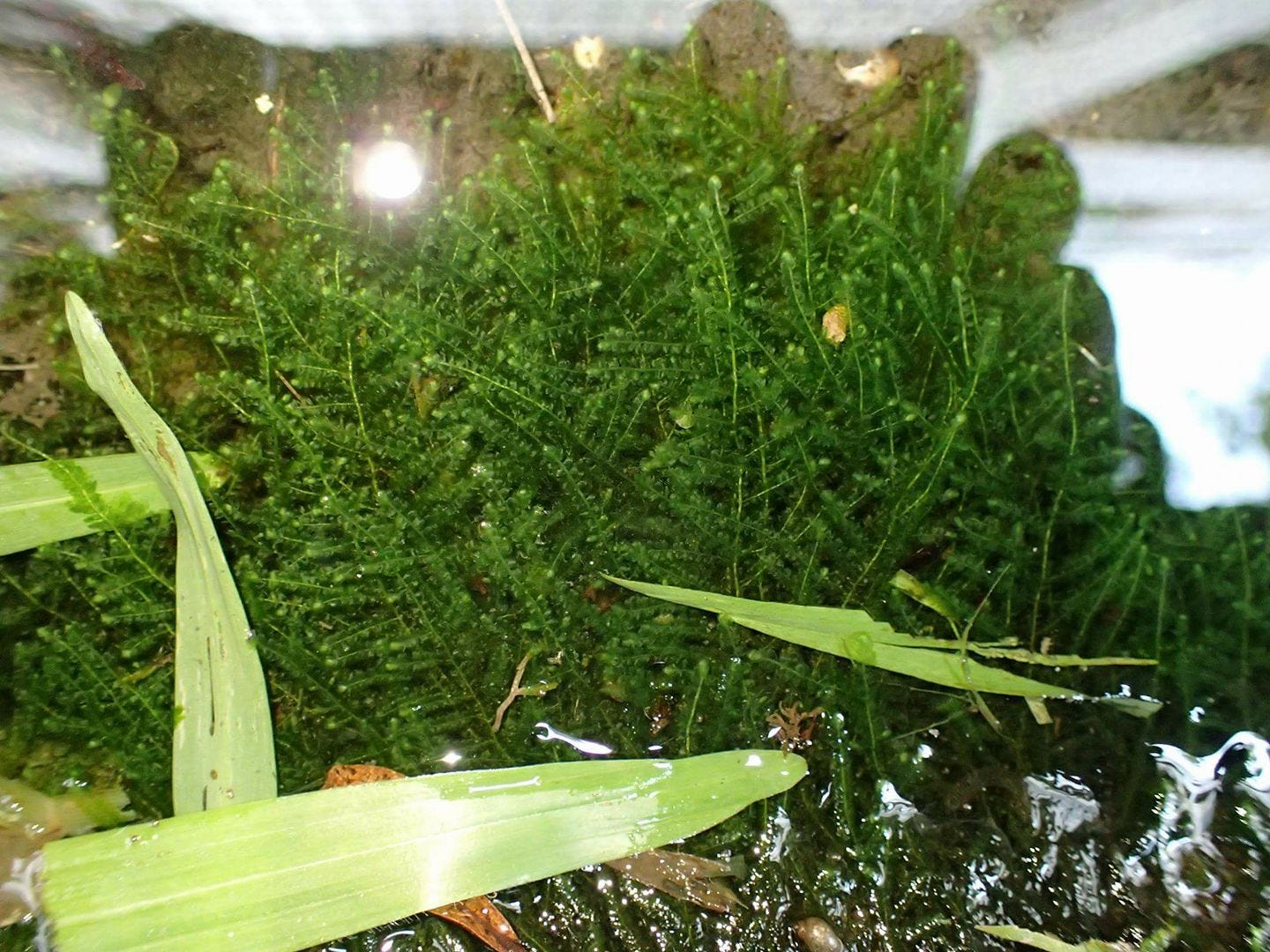 苔蘚學堂 城市苔蘚何處尋 每每介紹平地苔蘚 大家的第一個反應就是 我家附近真的沒有 By Yu Feng Medium 苔蘚學堂 城市苔蘚何處尋 每每介紹平地苔蘚 大家的第一個反應就是 我家附近真的沒有 By Yu Feng Medium