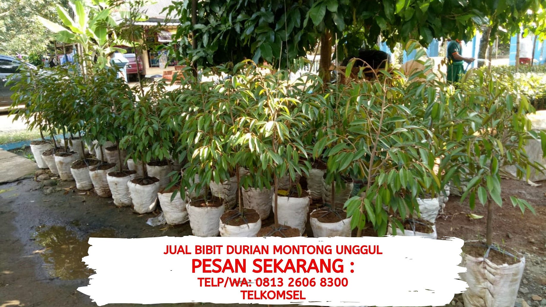 Download 100+ Gambar Durian Kamun Terbaru Gratis