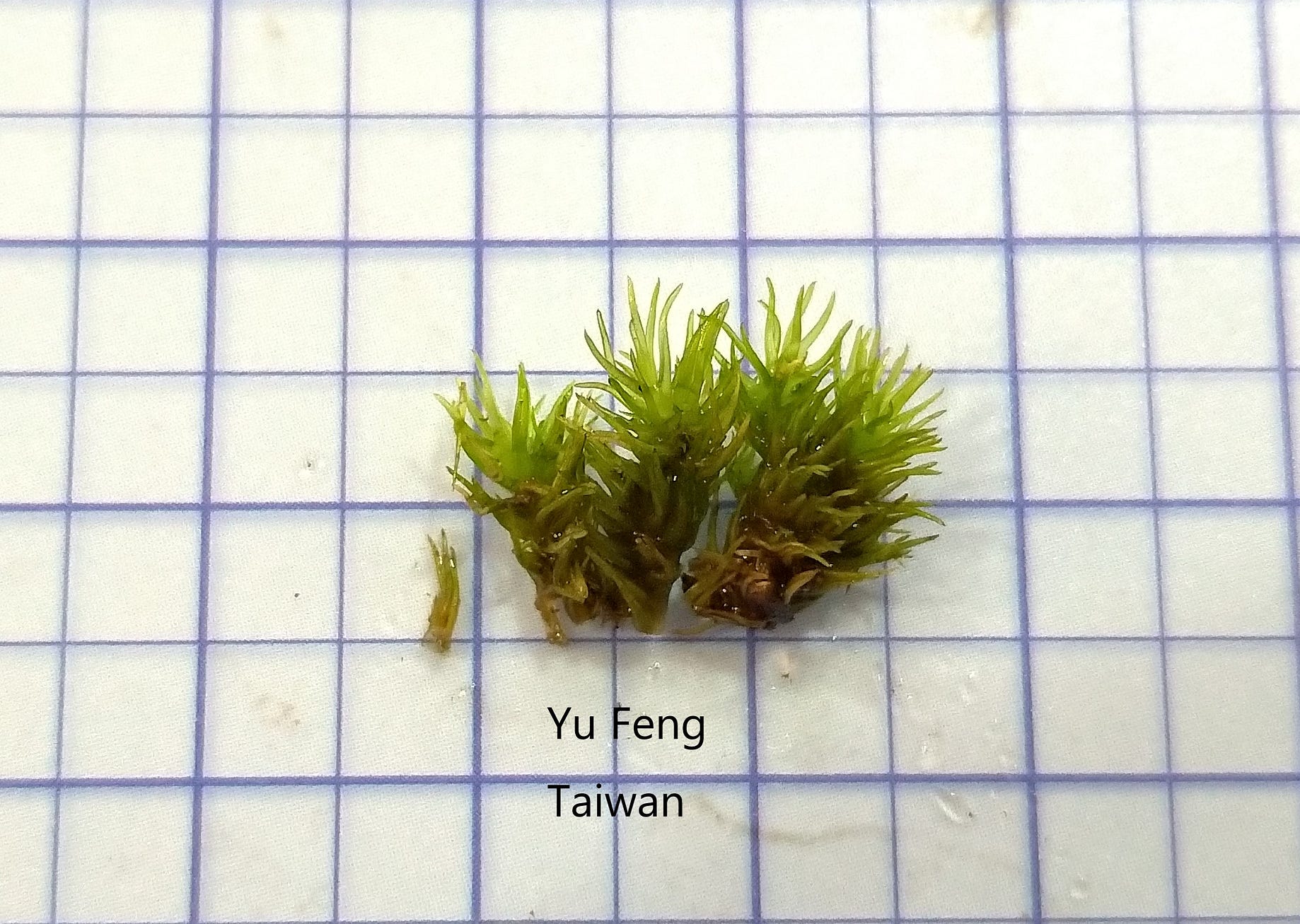 苔蘚學堂 白髮苔 Leucobryaceae 的培養 本文主要介紹白髮苔屬 Leucobryum 及八齒苔 Octoblepharum By Yu Feng Medium