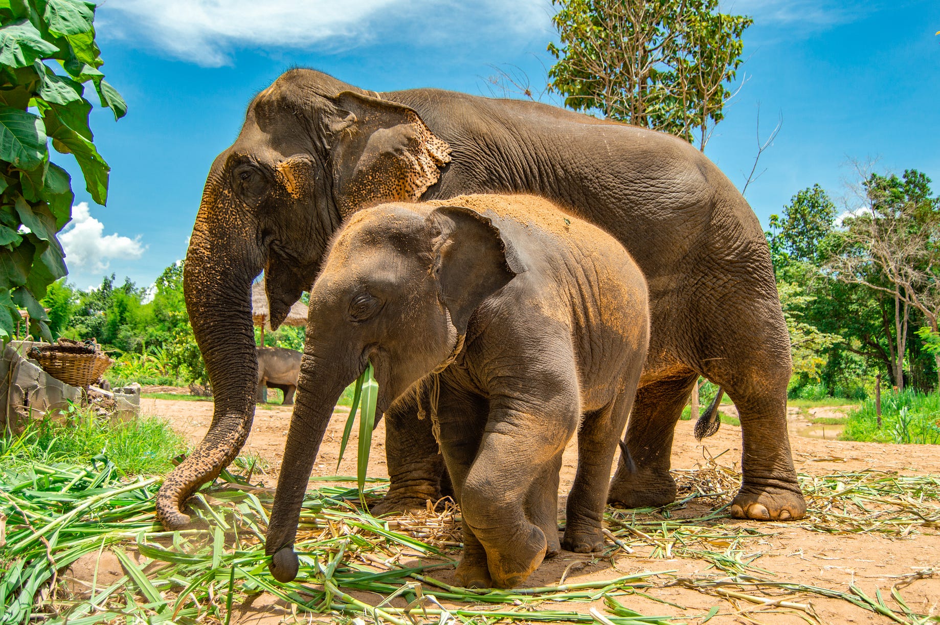 What They Don T Tell You About Elephant Sanctuaries In Thailand By Aydin Adnan Medium