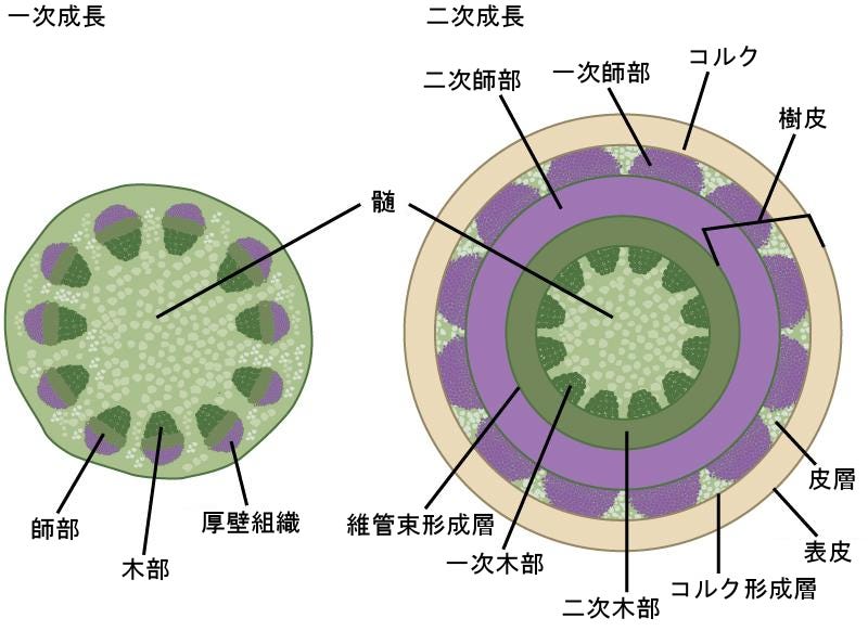生物学 第2版 第30章 植物の形態と生理学 Japanese Translation Of Biology 2e By Better Late Than Never Medium 生物学 第2版 第30章 植物の形態と生理学 Japanese Translation Of Biology 2e By Better Late Than Never Medium