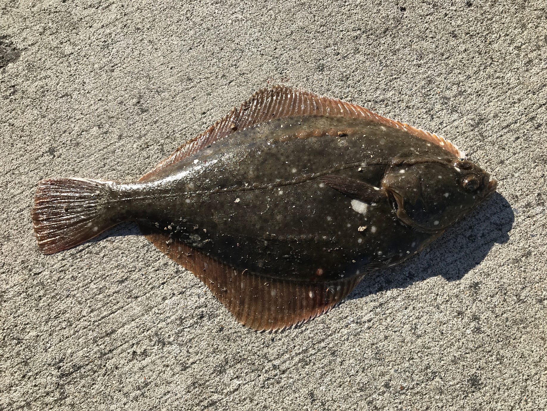 Cloud Automl Visionを使ってカレイの種類を識別してみた By Flatfisher Google Cloud Jp Medium