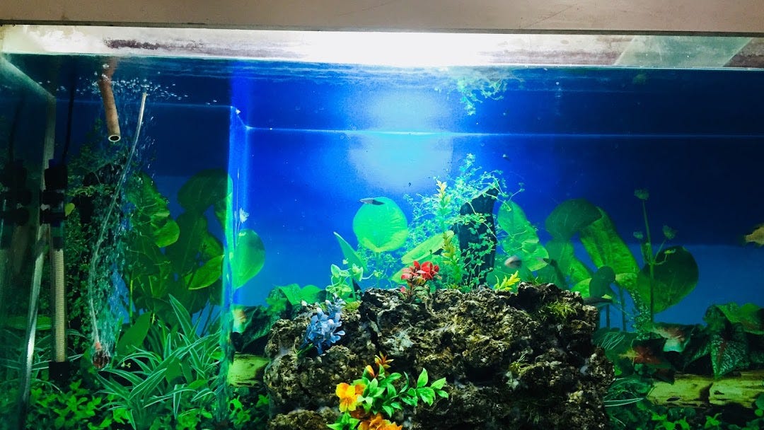 marine fish aquarium shop near me