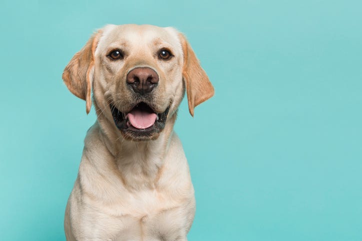 Vitalife Reviews Keeping Your Dog Healthy By Vitalife Medium