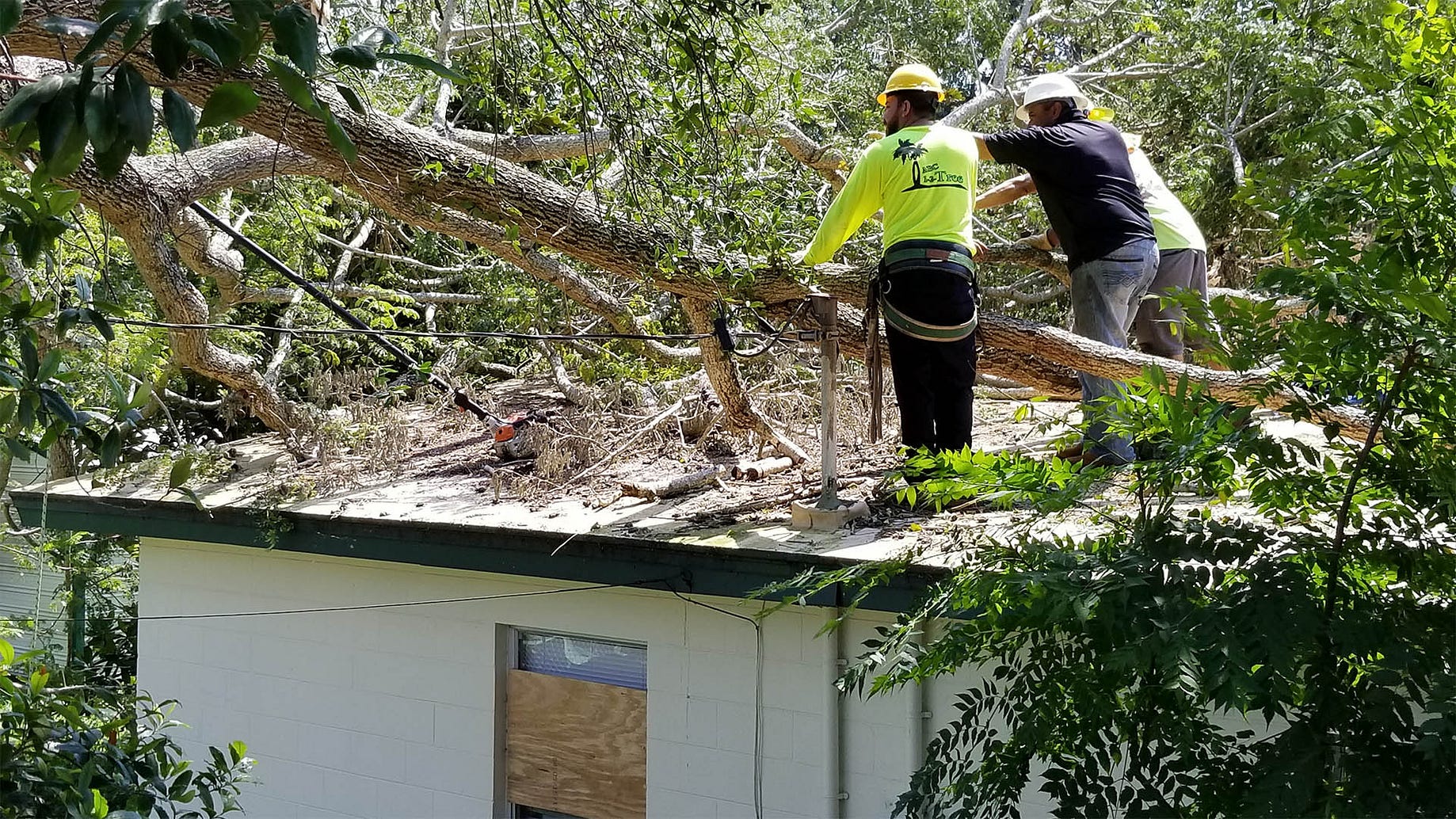 Tree Removal Oxford Al