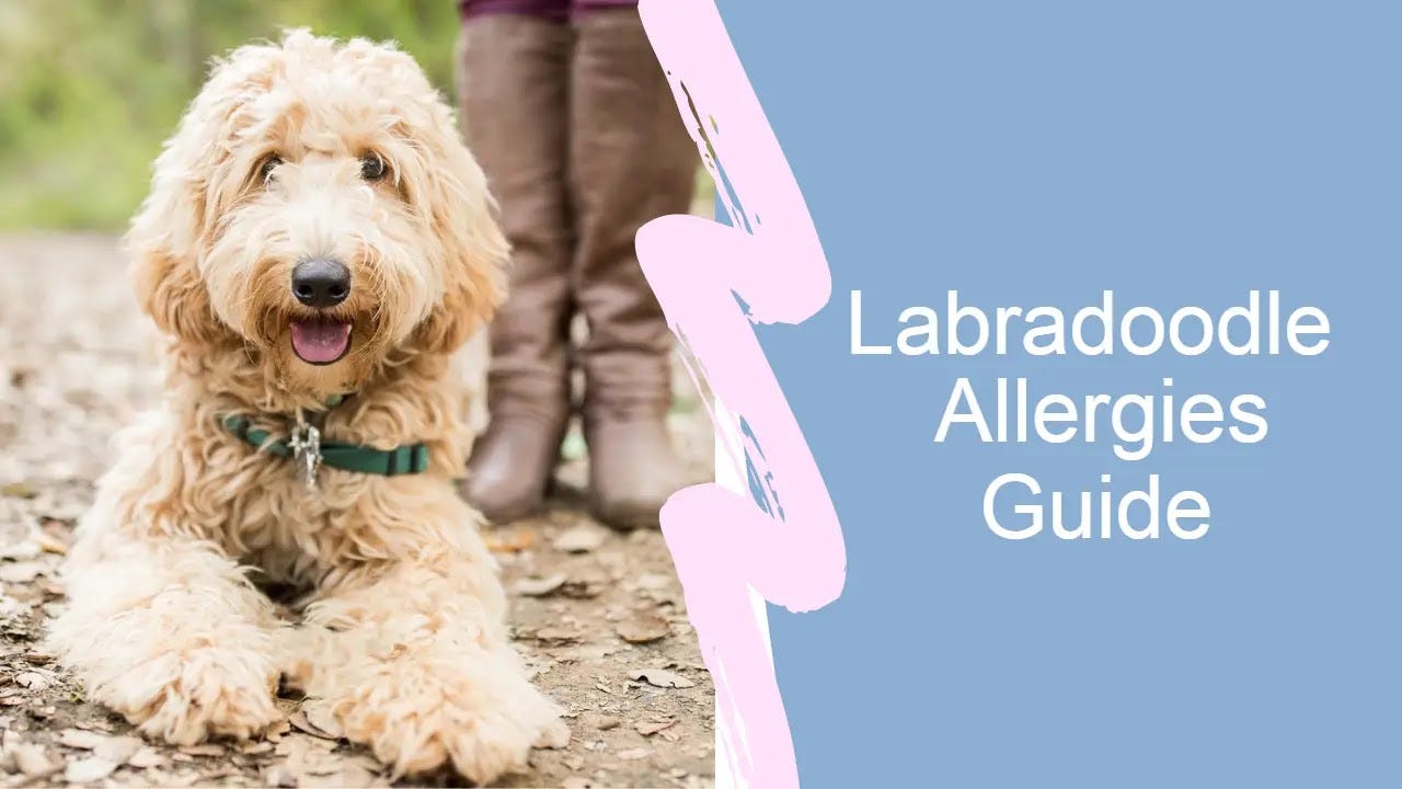 labradoodles and allergies