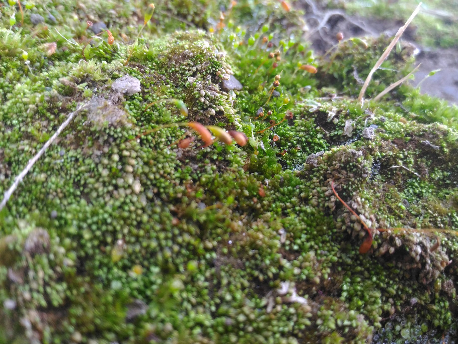 苔蘚學堂 城市苔蘚何處尋 每每介紹平地苔蘚 大家的第一個反應就是 我家附近真的沒有 By Yu Feng Medium 苔蘚學堂 城市苔蘚何處尋 每每介紹平地苔蘚 大家的第一個反應就是 我家附近真的沒有 By Yu Feng Medium
