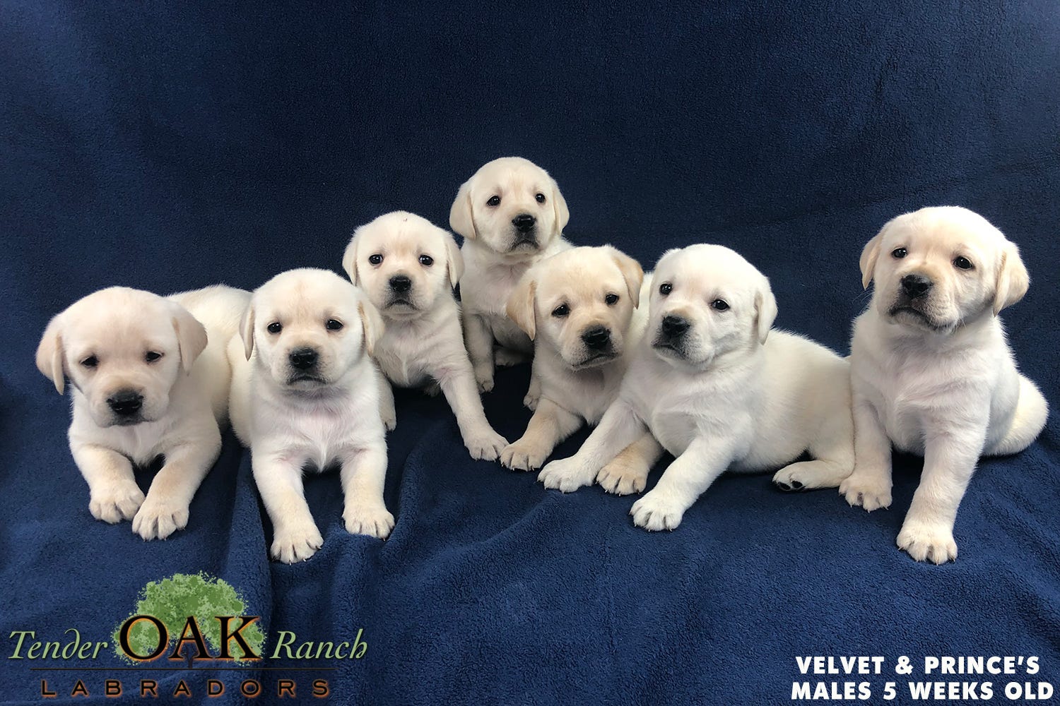 Litter Of Purebred Yellow Lab Puppies By Tender Oak Labradors Medium