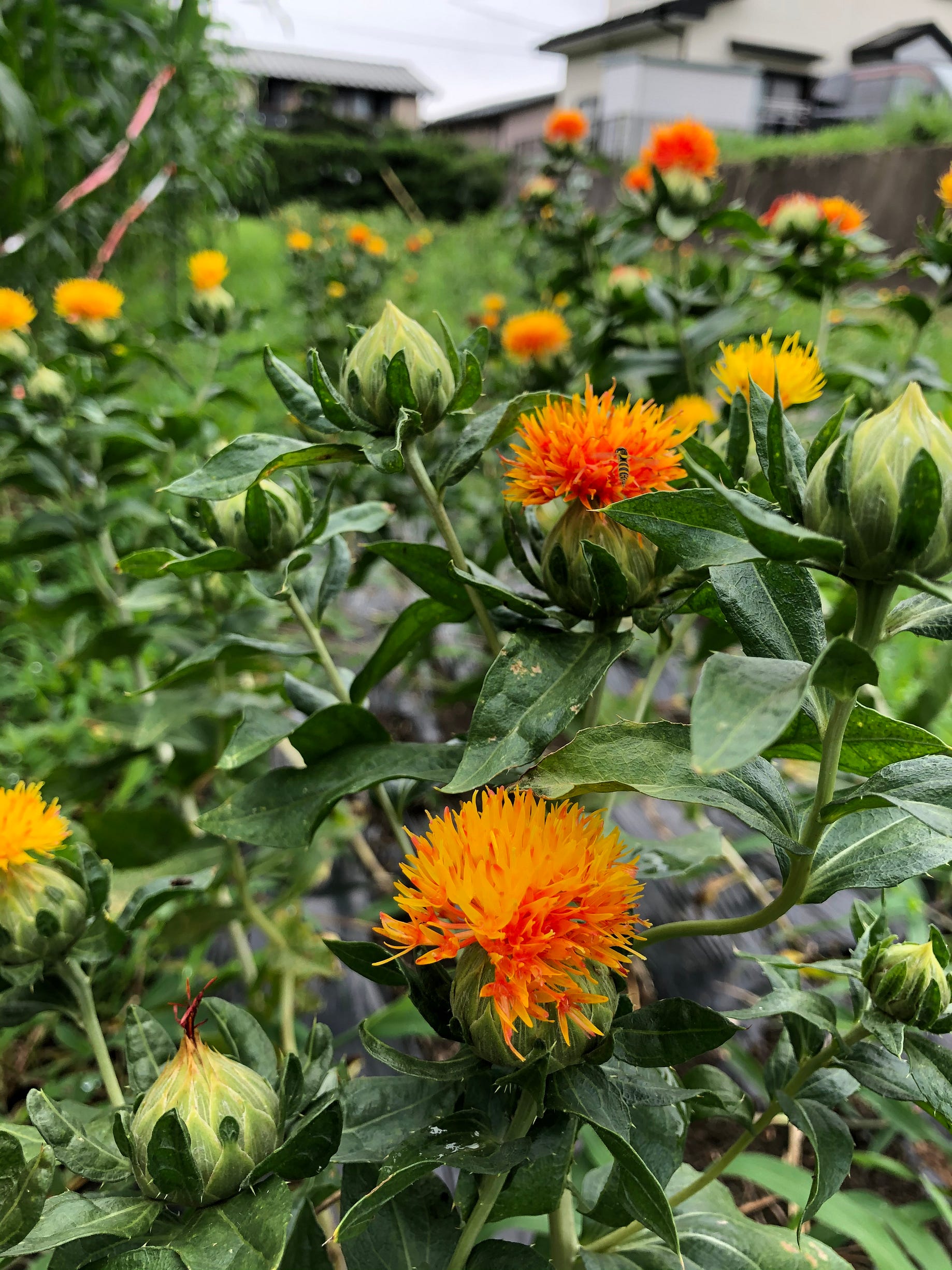 紅花を染める 日本語で読む Medium 紅花を染める 日本語で読む Medium