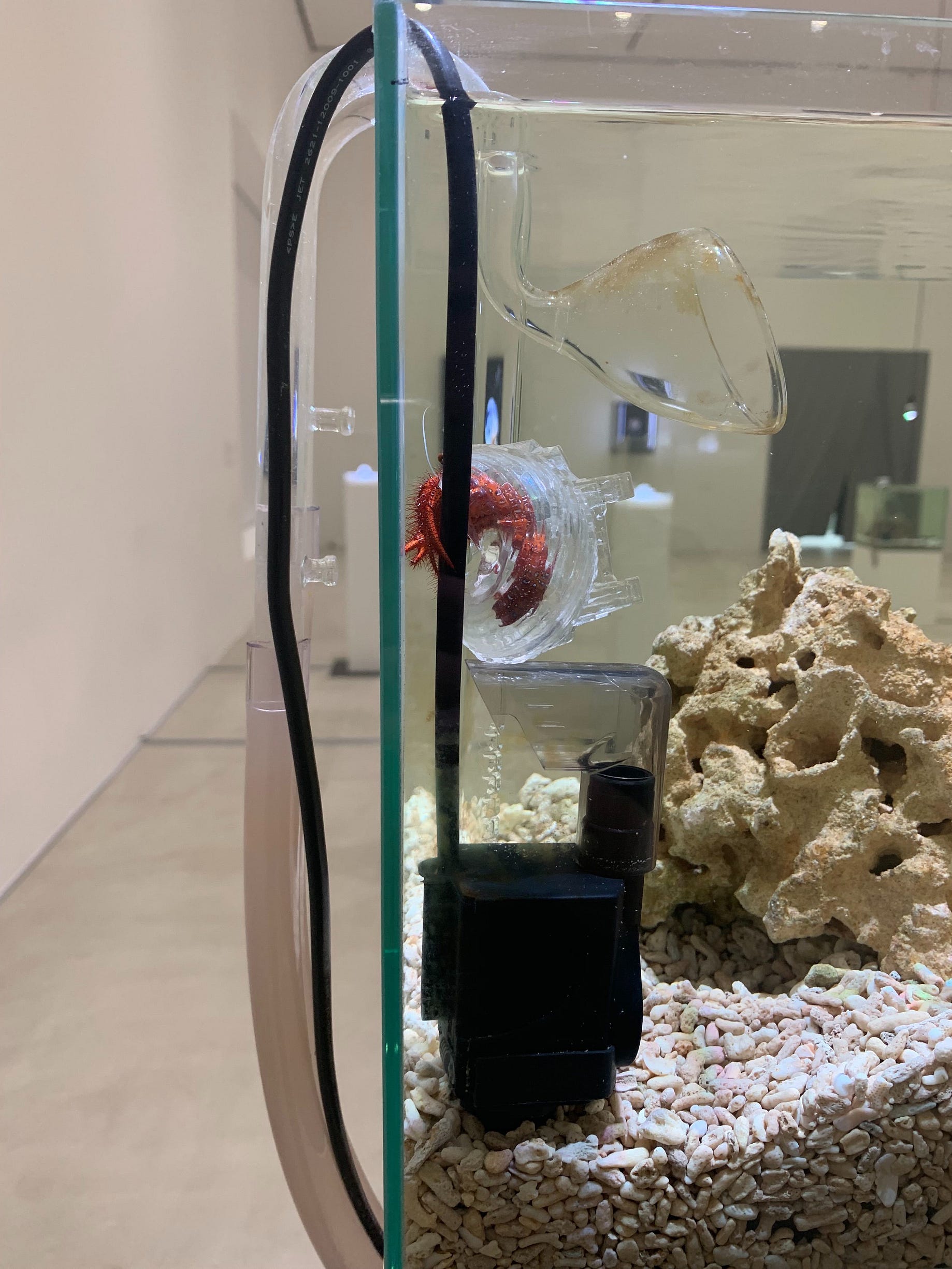 美術館での生体展示日記 やどかり 3 美術館で生体展示をするという事はどういうことでしょうか By Arts Towada Towada Art Center Medium 美術館での生体展示日記 やどかり 3 美術館で生体展示をするという事はどういうことでしょうか By Arts Towada Towada Art Center Medium