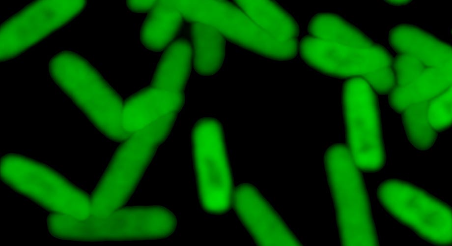 synthetic biology for entrepreneurs