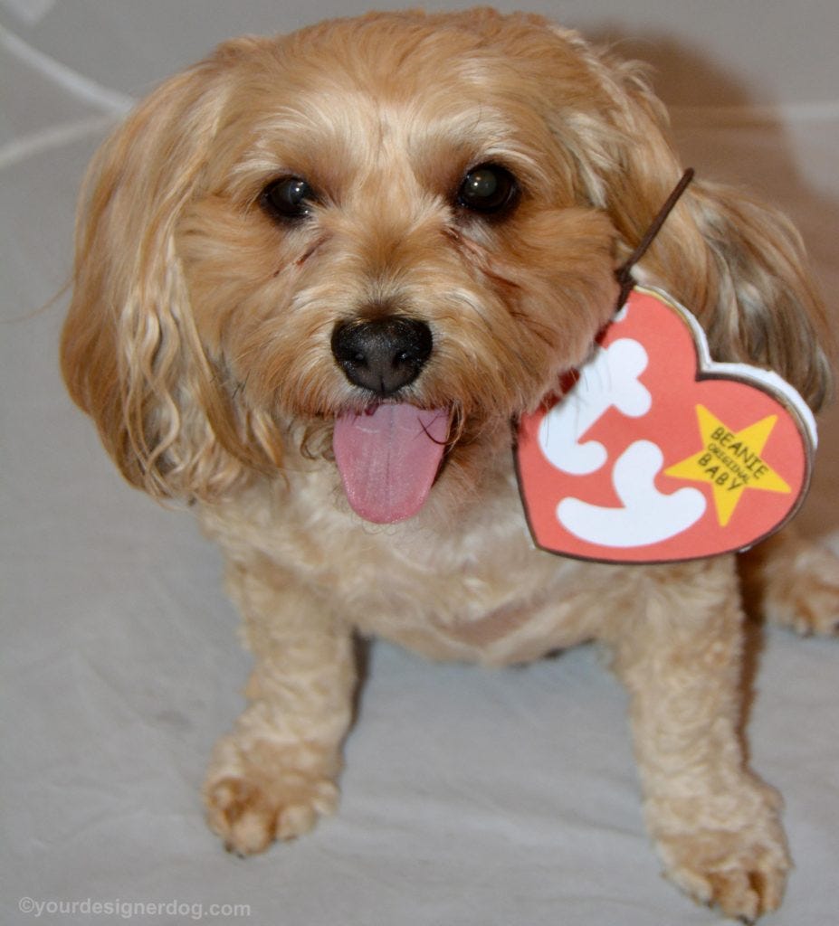 yorkie beanie baby