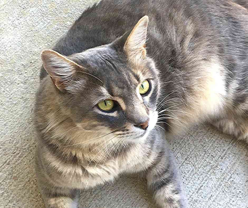 Affectionate Maine Coon Somali Cat For Adoption San Antonio Texas Meet Miss Kitty By Deborah Moore Medium