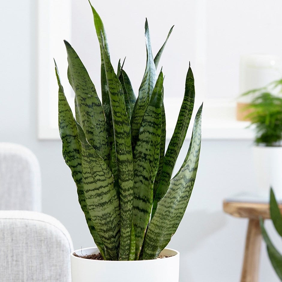 12 NASA airpurifying plants that you must have in your