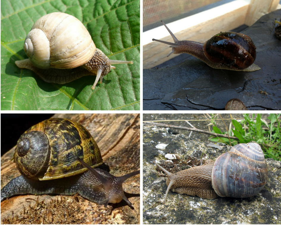 Comment On Dit Un Gros Escargot En Allemand