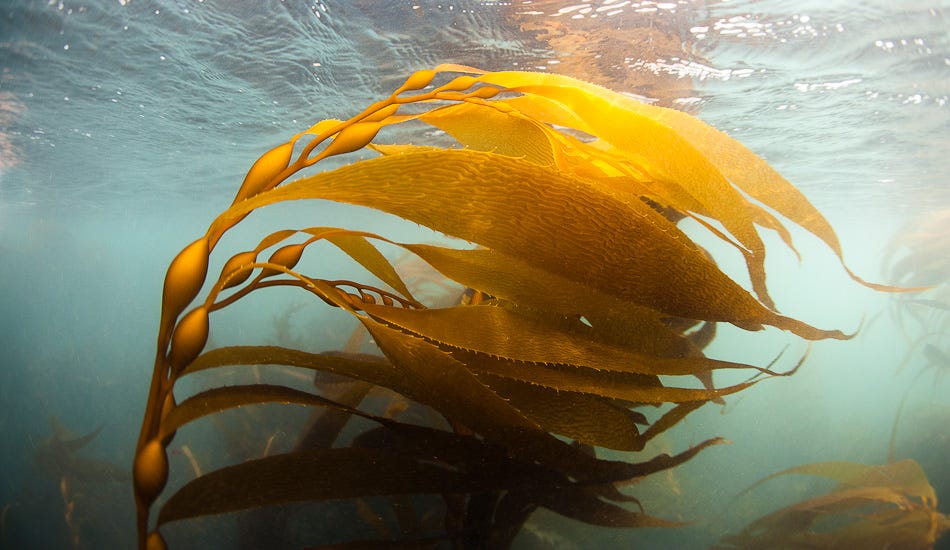 Are Kelp and Seaweed the Same Thing? OceanSource Medium