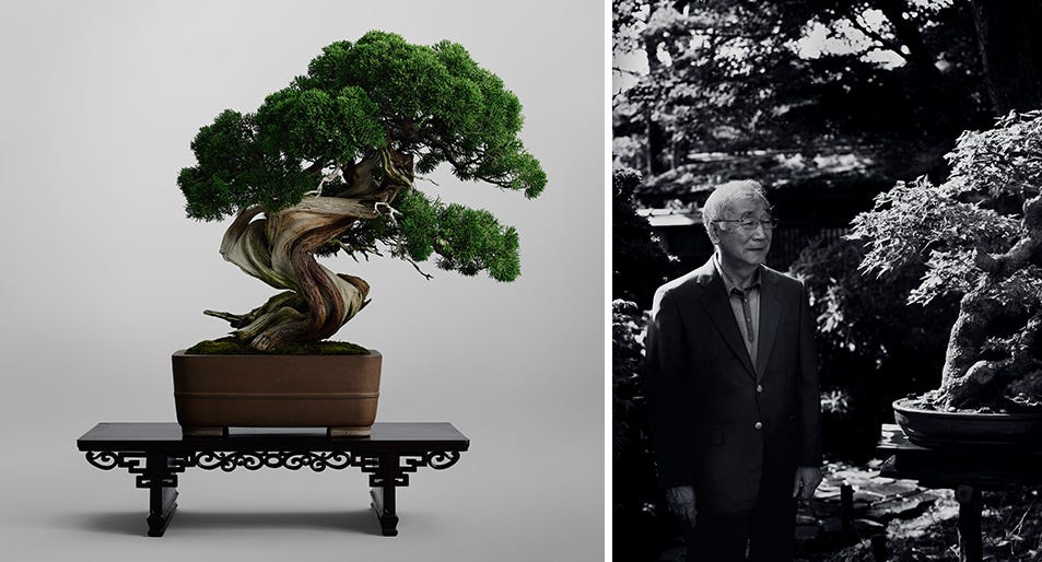 大宫盆栽村omiya Bonsai Village 位于日本琦玉的大宫盆栽村作为日本屈指可数的盆栽乡而闻名 始建于1923年东京大地 By Ziyi Medium