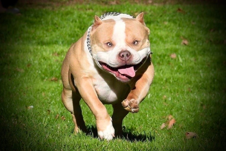 THE INCREDIBLE COLORS OF THE AMERICAN BULLY BREED Venomline