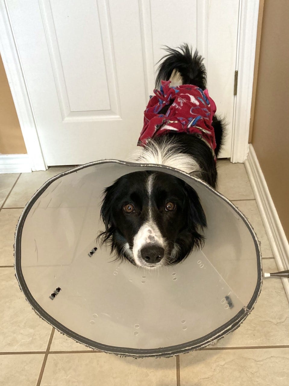 A border collie in a corset, panties, and a surgical cone.
