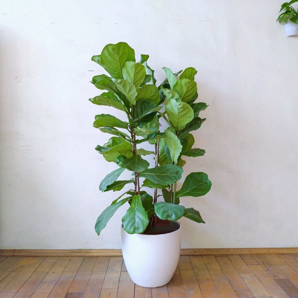 琴葉榕怎麼養 給新手的基礎照護指南 琴葉榕怎麼照顧 怎麼養護 怎麼澆水 琴葉榕 Fiddle Leaf Fig By 彭彭 生活品植 Medium