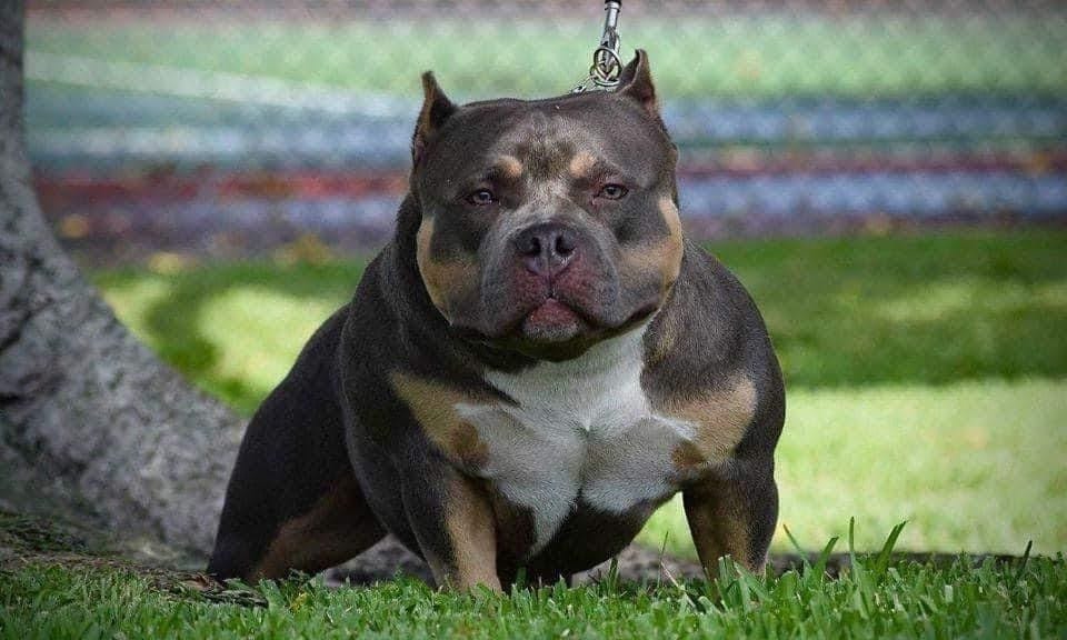 MEET KING V SON OF 2 MILLION DOLLAR MICRO POCKET BULLY STUD LOUIS V 