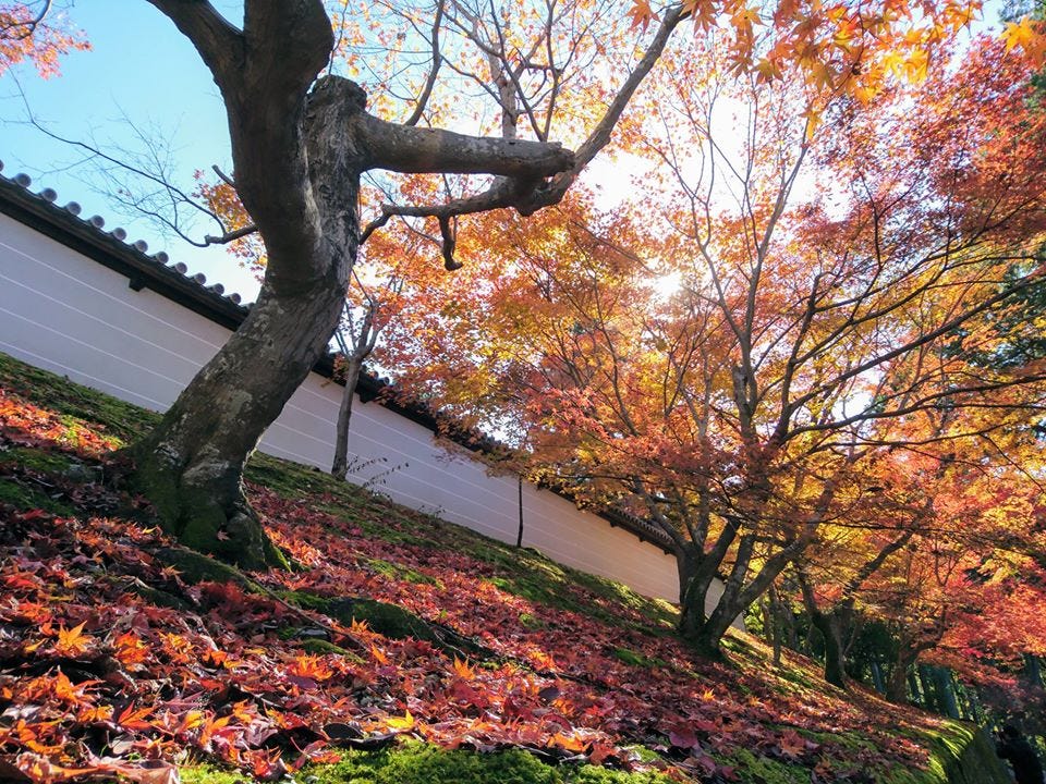 京都賞楓 曼殊院門跡 敕使門 Am 10 55 By Ian Medium