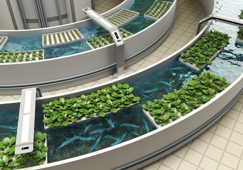 Aquaponics fish varieties The new wave of farming