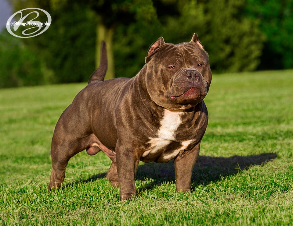 american bully champion