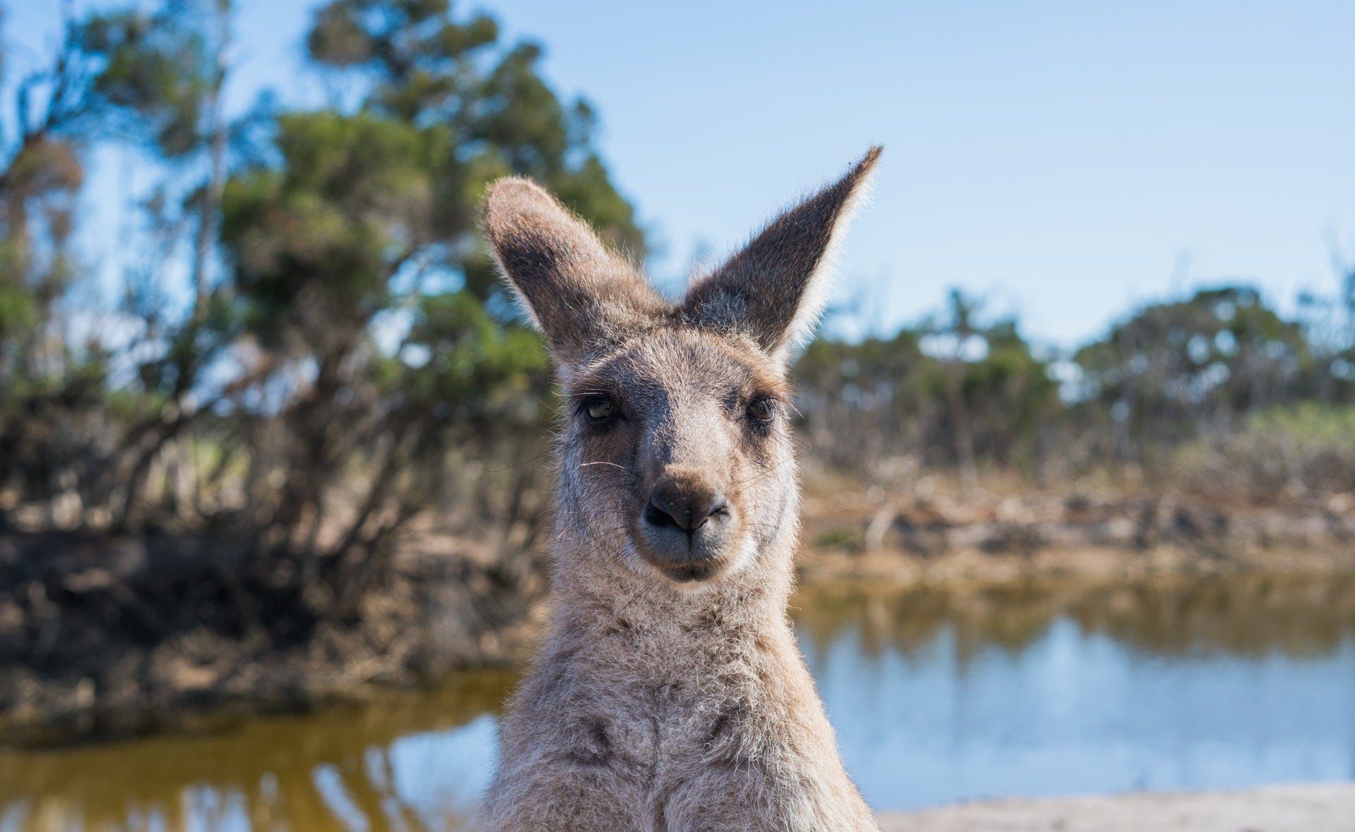 Australia — Australian Kangaroo and Coastline